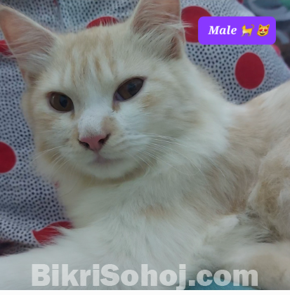 PERSIAN MALE CAT